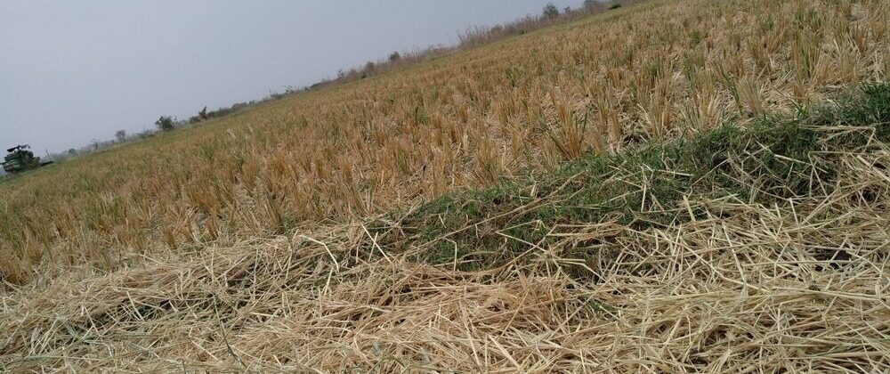 Danni agricoli causati da eventi climatici estremi