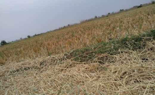 Danni agricoli causati da eventi climatici estremi