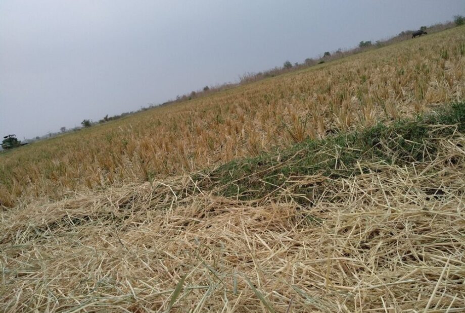 Danni agricoli causati da eventi climatici estremi