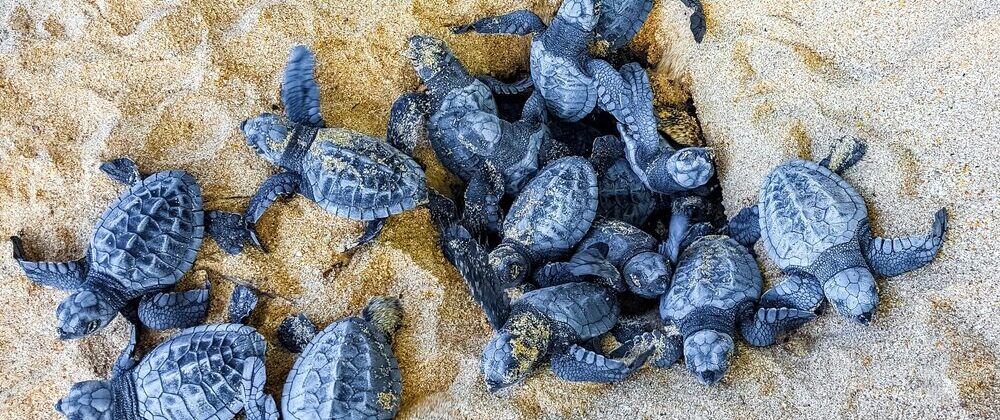 Nidi di Caretta caretta lungo le coste italiane