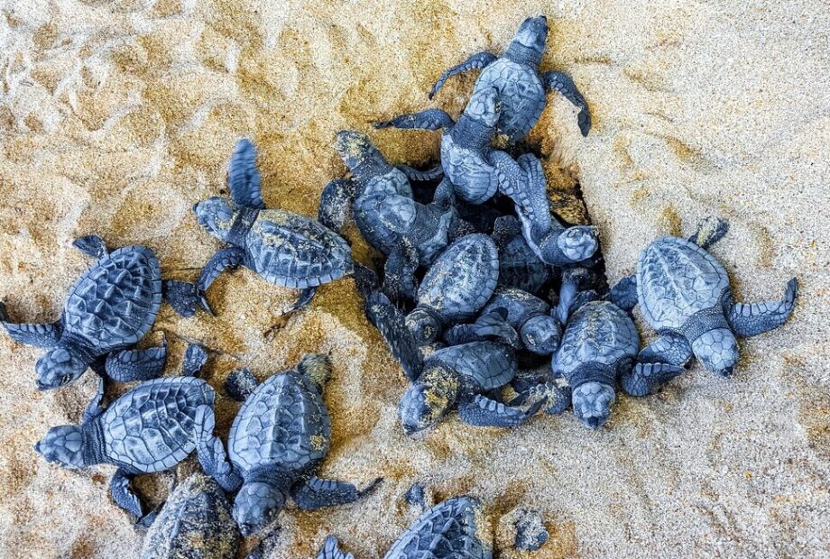 Nidi di Caretta caretta lungo le coste italiane