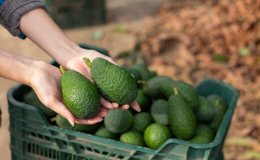 Impianto di avocado in Sicilia