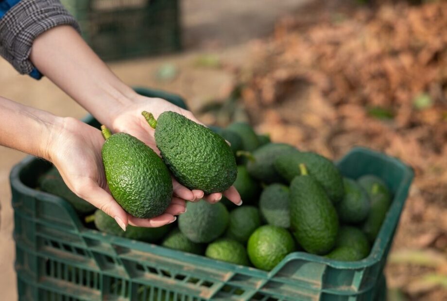 Impianto di avocado in Sicilia