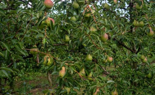 Pere italiane pronte per l'export