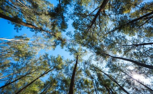 Piantumazioni di alberi in Italia