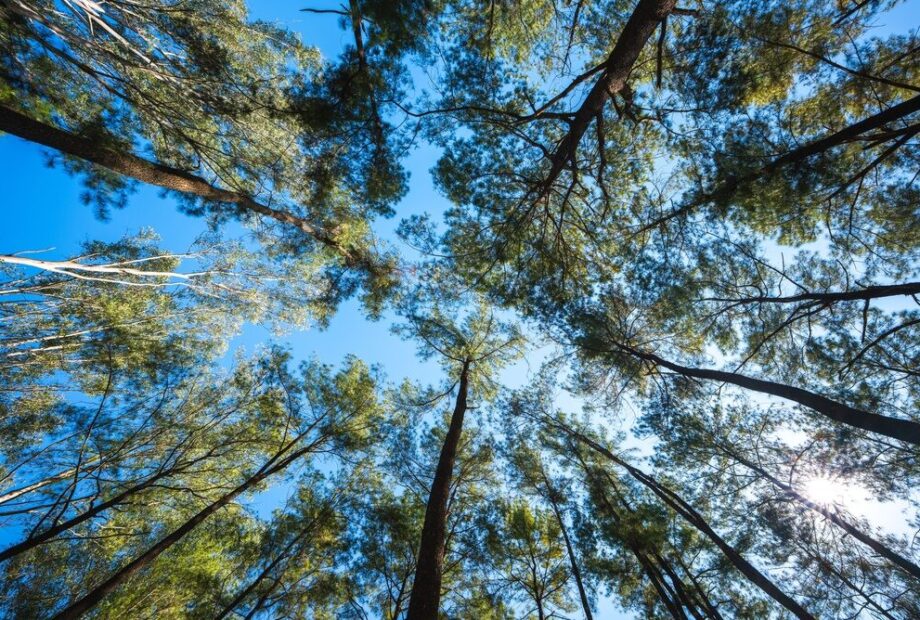 Piantumazioni di alberi in Italia