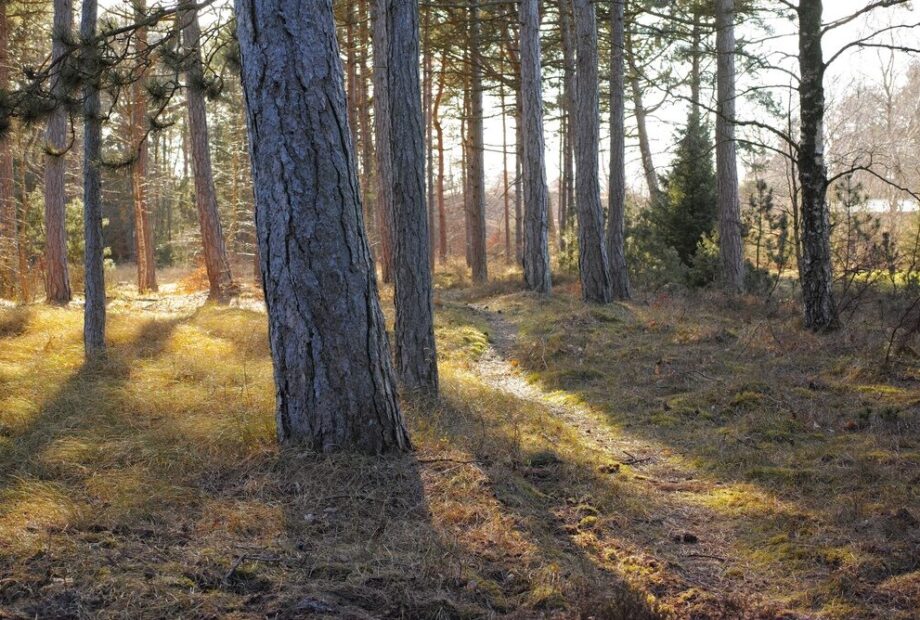 Foresta in Italia
